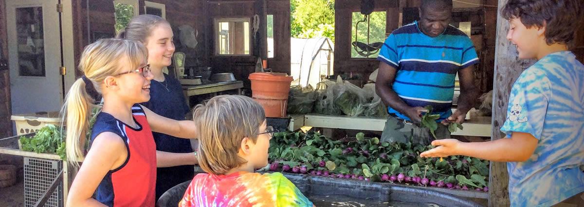 Washing Radishes at Seven Springs Farm